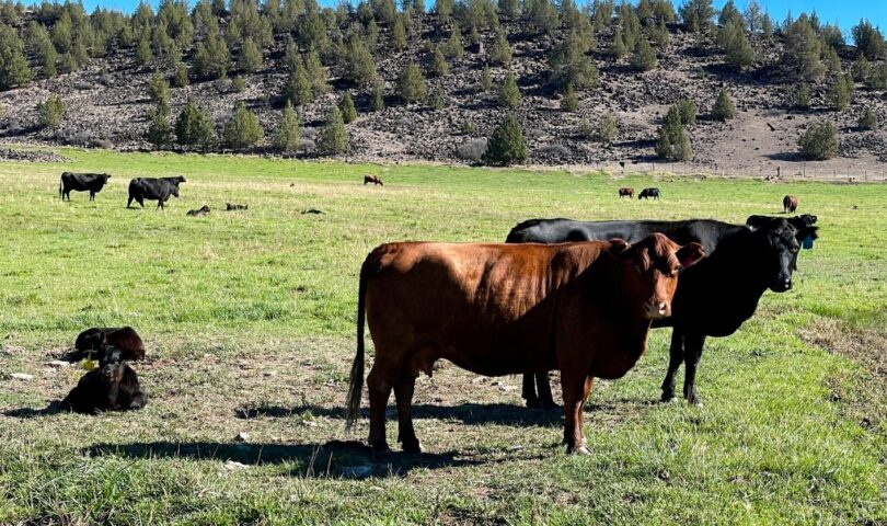 Department of Conservation’s ongoing goal: Making ‘California an even better place to live’