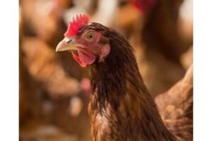 The Open Wing Alliance and Over 42,000 Consumers Urge Kewpie Corporation to Practice Global Equity by Sourcing Cage-Free Eggs Worldwide The Open Wing Alliance and Over 42,000 Consumers Urge Kewpie Corporation to Practice Global Equity by Sourcing Cage-Free Eggs Worldwide