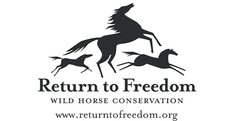 Return to Freedom Demands Accountability After Kicking of Downed Wild Horse Caught on Video