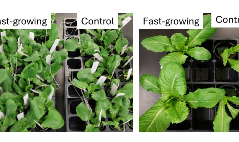 GreenVenus Introduces Speedy-Rising Lettuce Types for Indoor Farming
