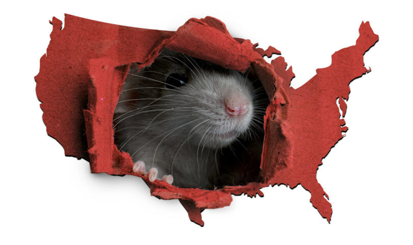 This Year Marks a Decade of Chicago as the Rattiest City in America