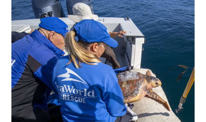 Loggerhead Sea Turtle Released Off San Diego Coast Following Months of Rehabilitation