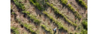 PMI Foods Partners with One Tree Planted to Plant 20,000 Trees as Part of a Commitment to Fight Deforestation