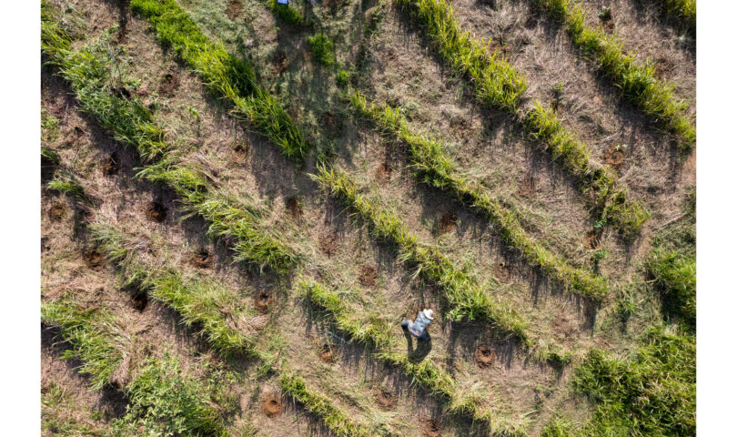 PMI Foods Partners with One Tree Planted to Plant 20,000 Trees as Part of a Commitment to Fight Deforestation