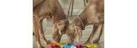 The Ultimate Brain-Boosting Puzzle Toy for Pets