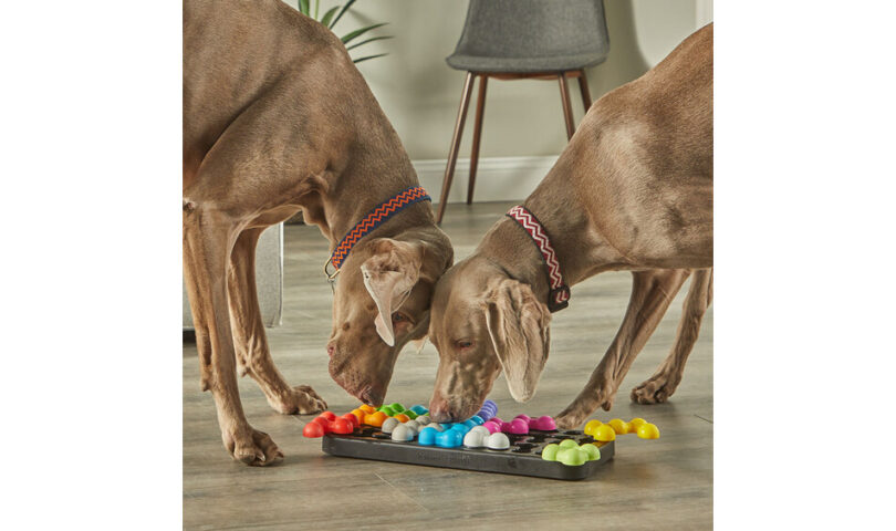 The Ultimate Brain-Boosting Puzzle Toy for Pets