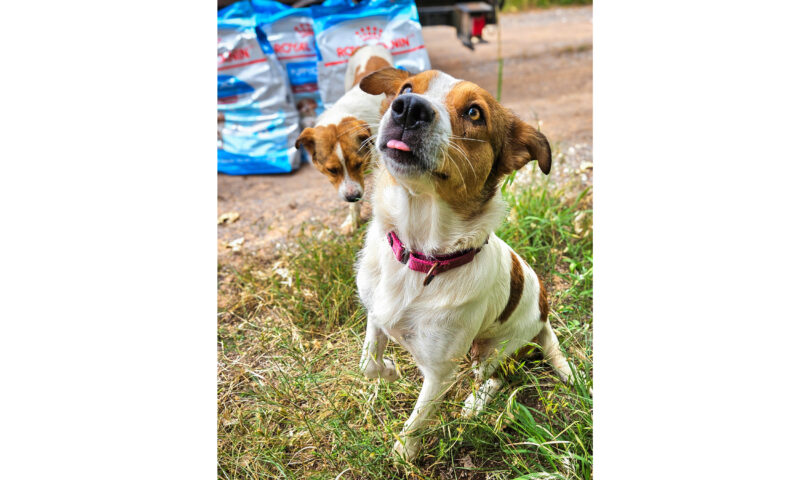 Royal Canin Announces 2024 Donation Totals in Celebration of National Love Your Pet Day