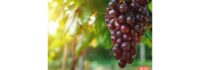 European Quality Wines from the Heart of Europe” campaign joins Gambero Rosso’s Premier Wine Events “Tre Bicchieri” in NYC and Chicago