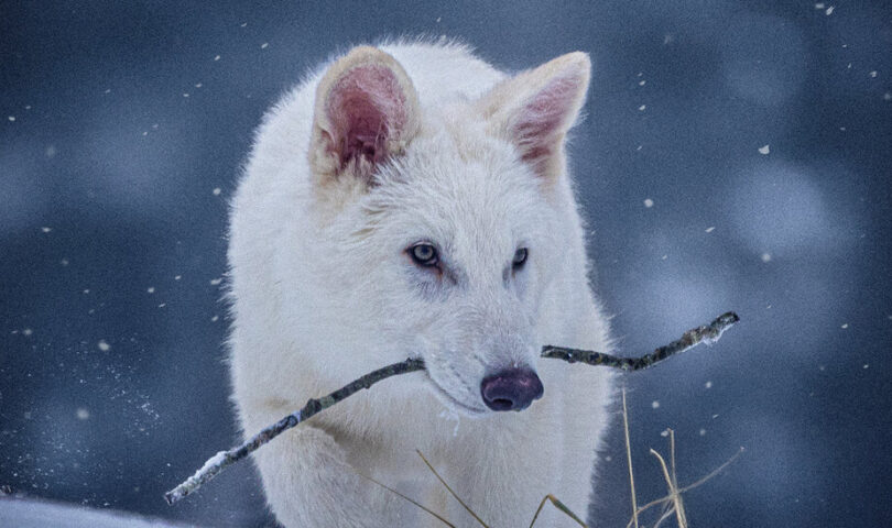 Scientists Revive the Dire Wolf, or Something Close